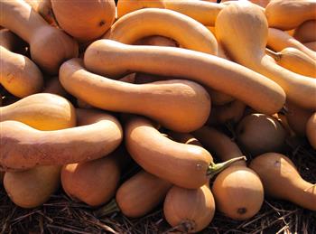 Purée de Courge Longue de Nice DLC 12/09/2024