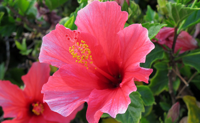 Compote de Pomme Banane Hibiscus DLC 15/12/2024