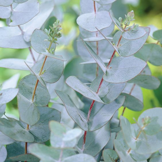 Compote de Pomme Eucalyptus DLC 02/03/2025