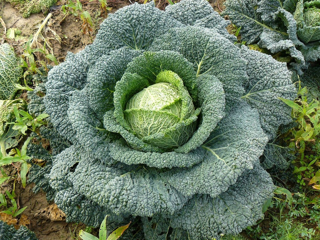 Dès 10/12 mois : Déjeuner - Chou frisé au cumin, Blé au bouillon et ...
