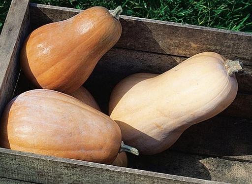 Purée de Courge DLC 26/05/2025