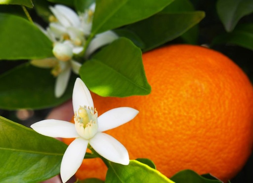 Compote de Pomme Fleur d'oranger DLC 31/07/2025